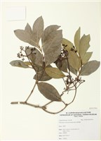 藏品(珊瑚樹)的圖片